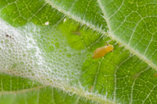 Cuckoo spit - showing the inhabitant of the frothy mess